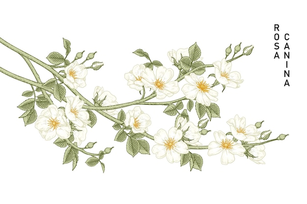 Vettore white dog rose (rosa canina) fiore illustrazioni botaniche disegnate a mano.