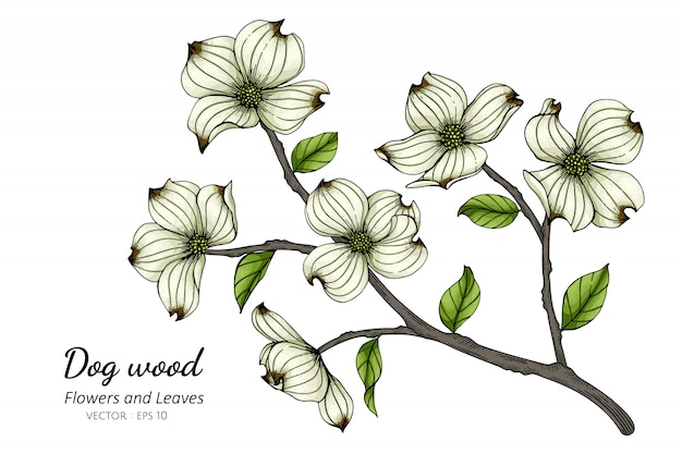 白いハナミズキの花と白い背景のラインアートとイラストを描く葉。