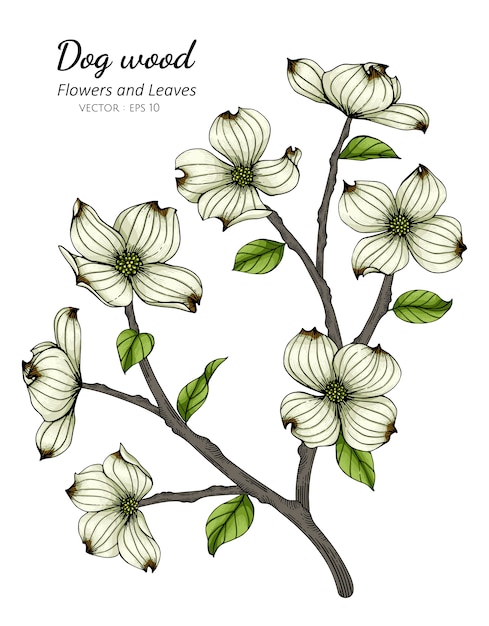 Vector white dogwood flower and leaf drawing illustration with line art on white backgrounds.