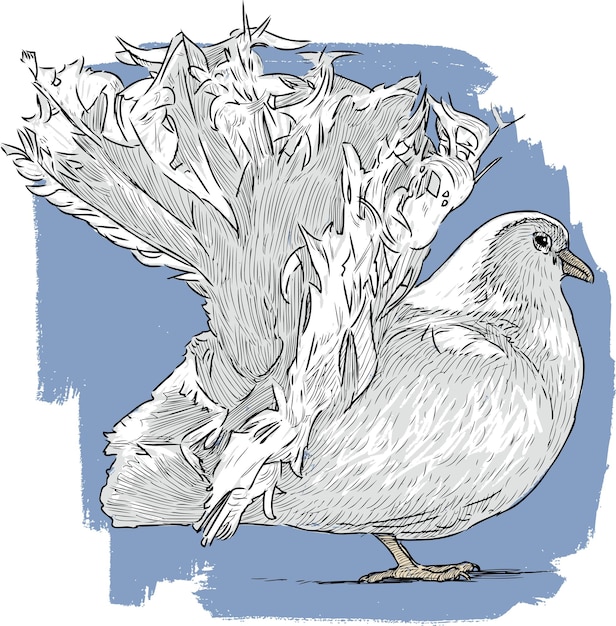 흰 비둘기 스케치