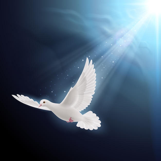 Белый голубь в солнечном свете
