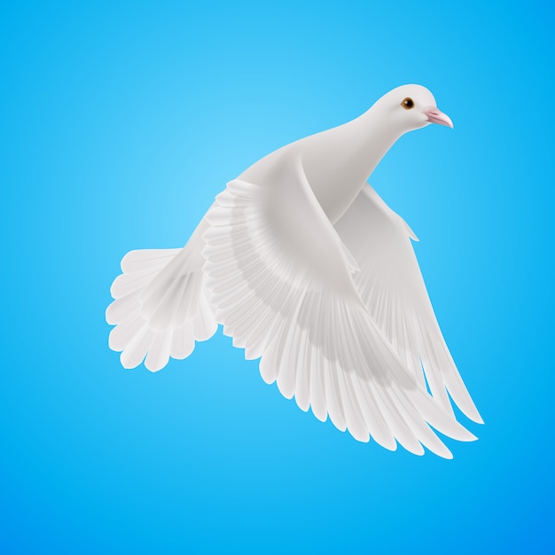 Vector white dove