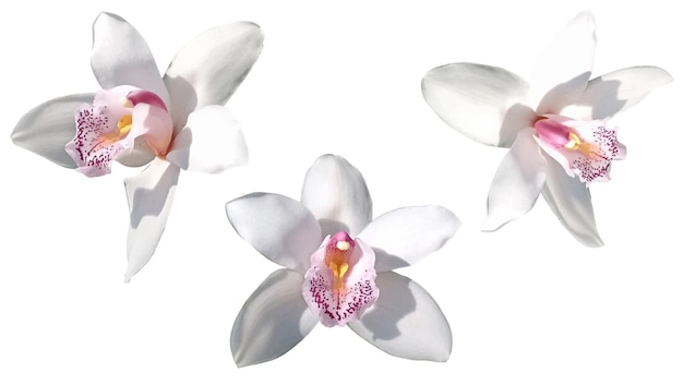 Vector white flower orchid