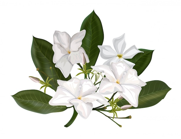 Vector white flowers .alstonia scholaris and leaves or devil tree isolated