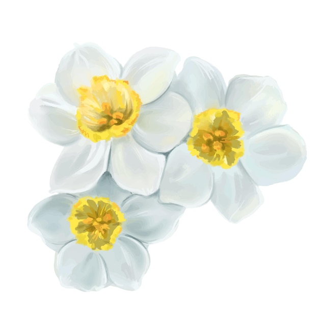 White flowers daffodils illustration isolated vector