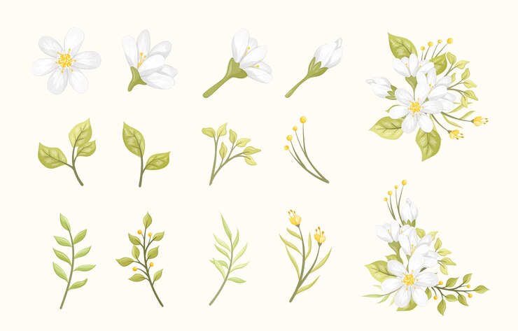 Vector 白い花の葉セット