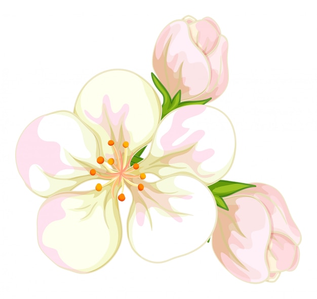 Vector white flowers on white background