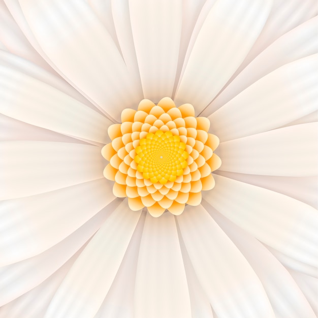 白いガーベラの花