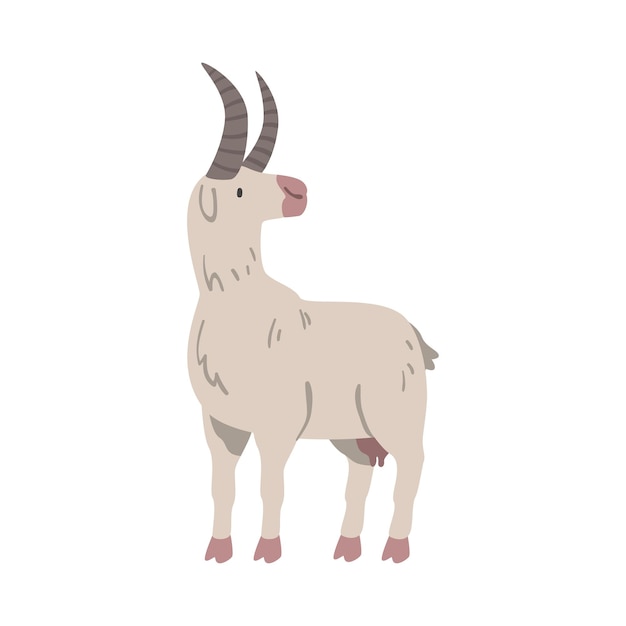 White Goat Farm Animal Livestock Cartoon Vector Illustration