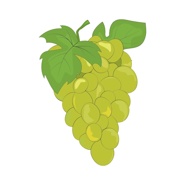 Vector white grapes grape silhouette grape bunch and leaves natural product healthy eating sweet grapes