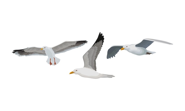翼に黒い痕跡を持つ海鳥としての白カメやカメのベクトルセット