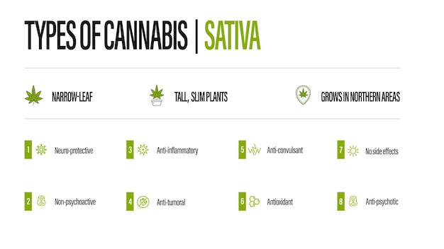 White information poster of Types of cannabis with infographic. Sativa