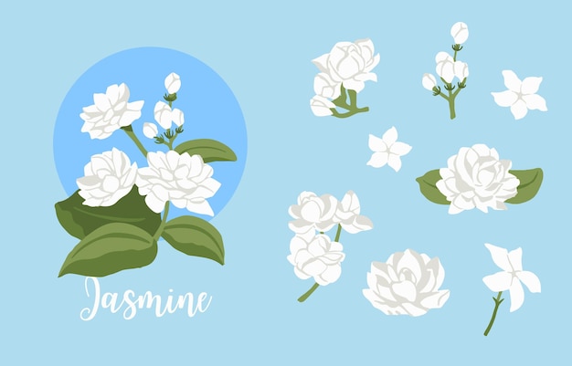 White jasmine object on blue background