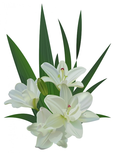 Vector white lily bouquet flowers isolated