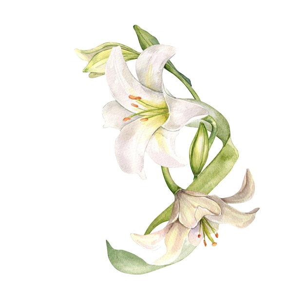 white lily and buds watercolor composition isolated on white white flower botanical illustration hand drawn lily bouquet and leaves design for wedding invitation in church christen easter card