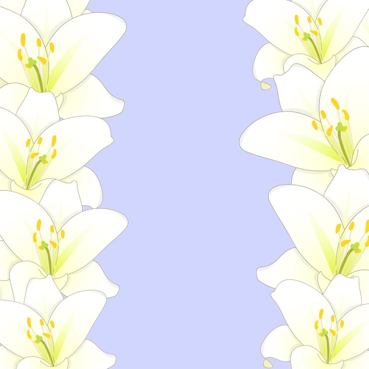 Vector 白い背景に白いユリの花のボーダー