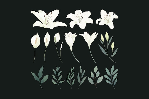 Vector white lily flower illustration set