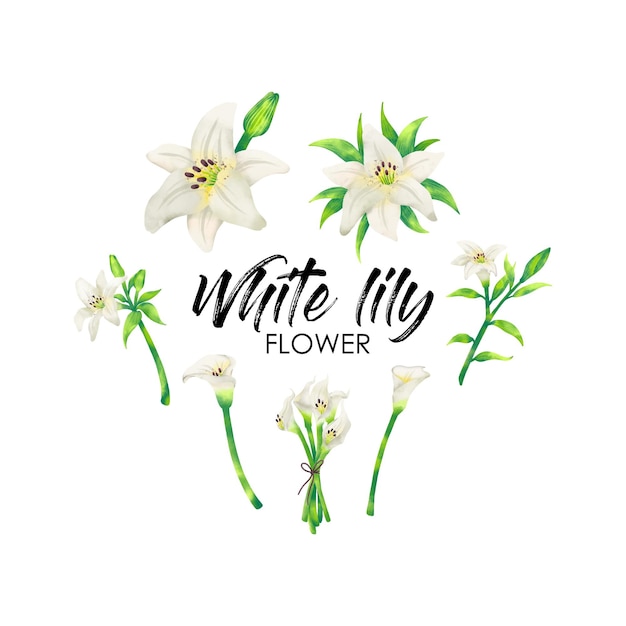 Vector white lily flower in watercolor inspired vector