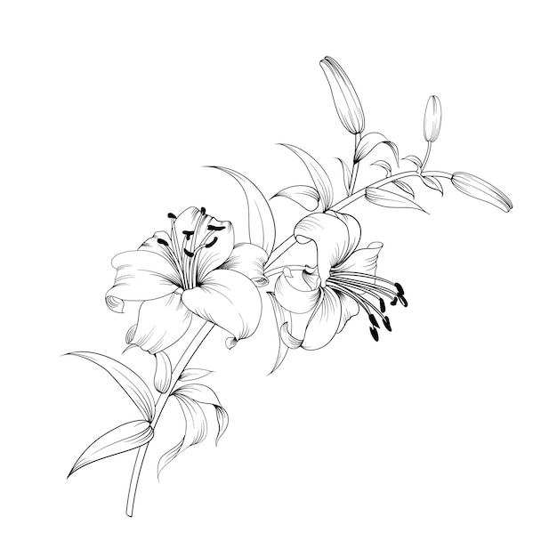 Vector white lily flower.