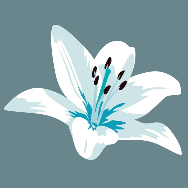 White lily isolated on gray background