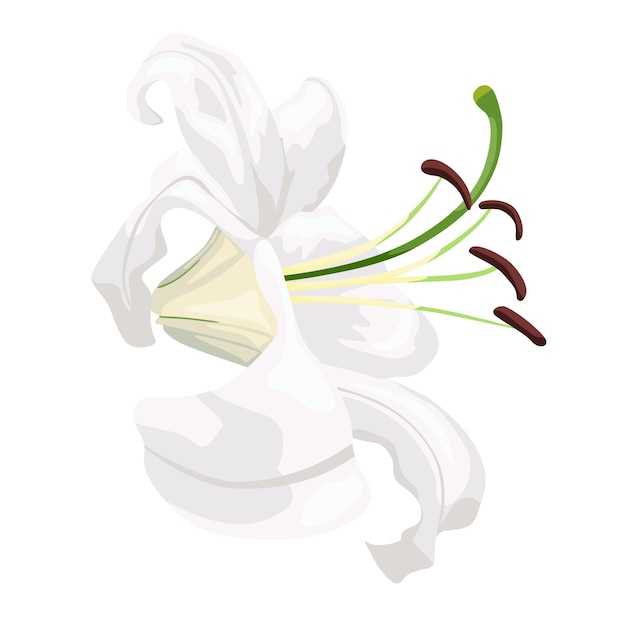 Vector white lily isolated on white background. beautiful wedding flower, symbol easter and happy in flat style. vector illustration