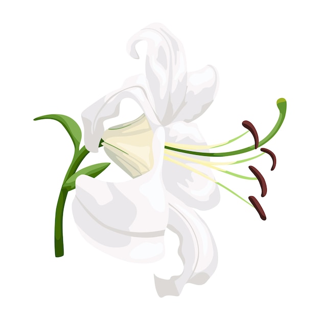 Giglio bianco isolato su sfondo bianco. bellissimo fiore da sposa, simbolo di pasqua e felice in stile piatto. illustrazione vettoriale