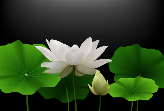 Fiore di loto bianco con foglie verdi su sfondo nero