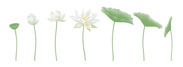 White lotus vector set