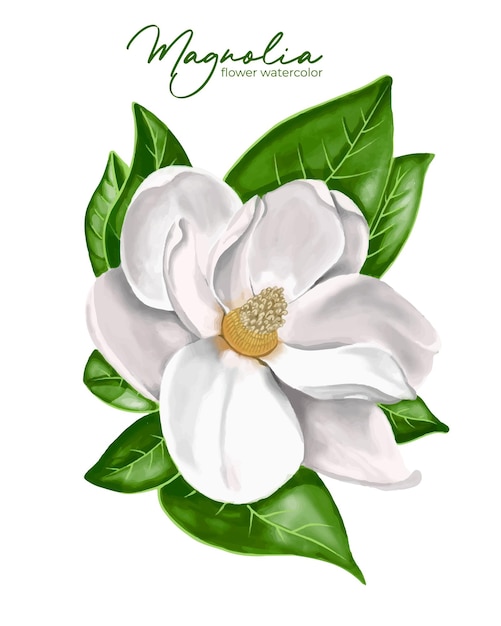 White magnolia watercolor hand drawn vector