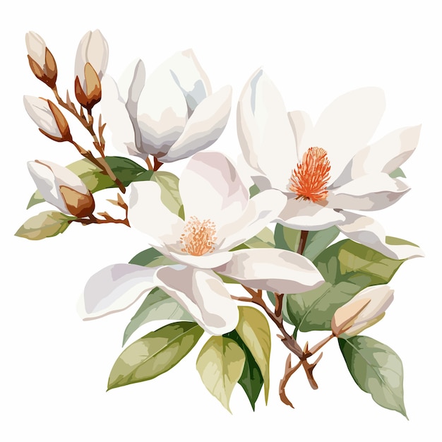 Vector white magnolias floral illustration