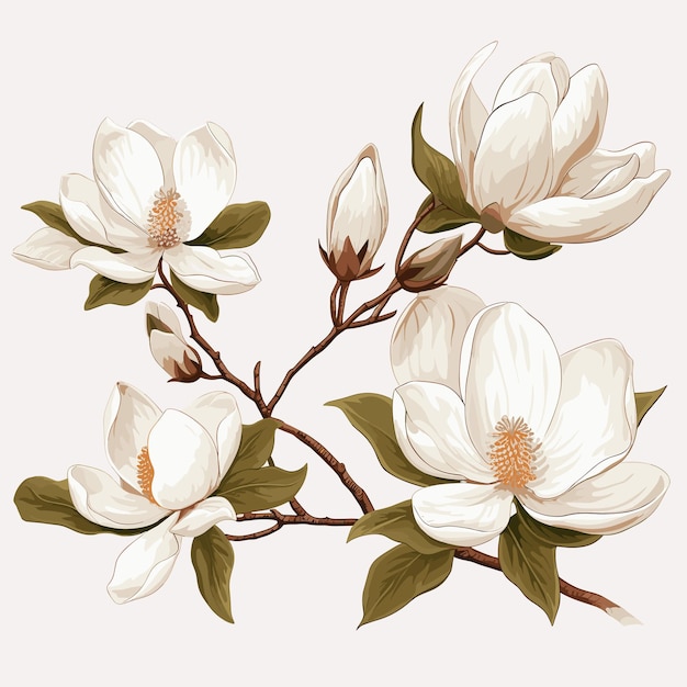 Vector white magnolias floral illustration