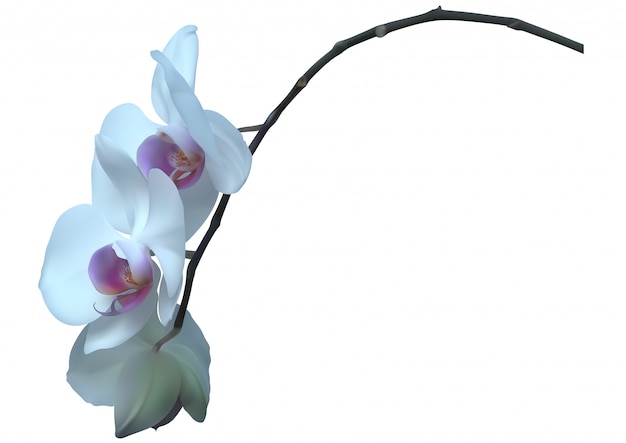 Vector white orchid plant with flowers