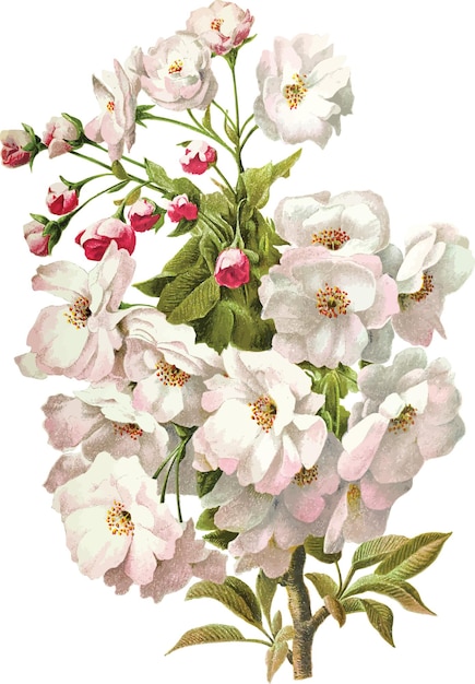 Vector white and pink flower blossom