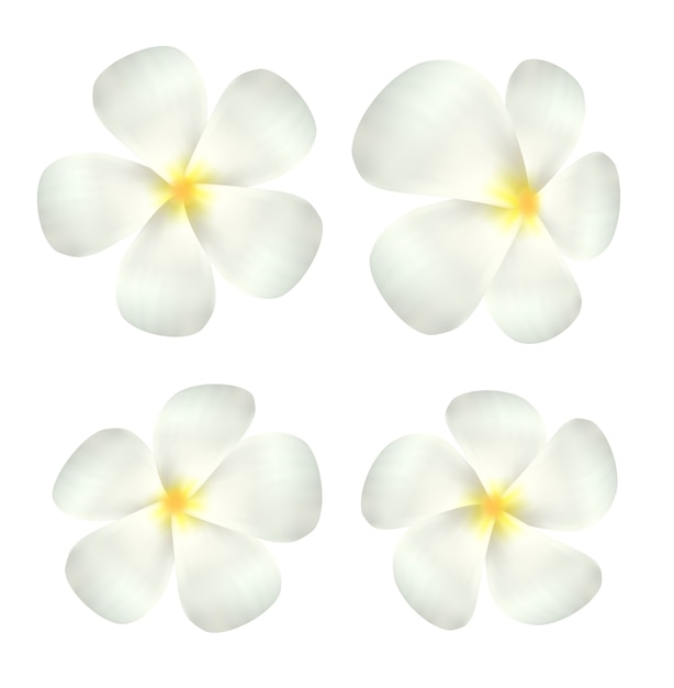 흰 Plumeria 꽃 벡터