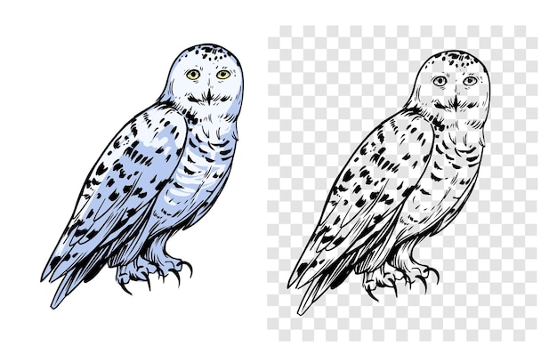 Vector white polar owl sketch illustration hand drawn black outline engraving style