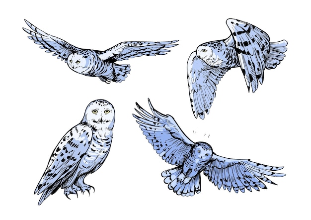 Vector white polar owl sketch illustration hand drawn black outline engraving style