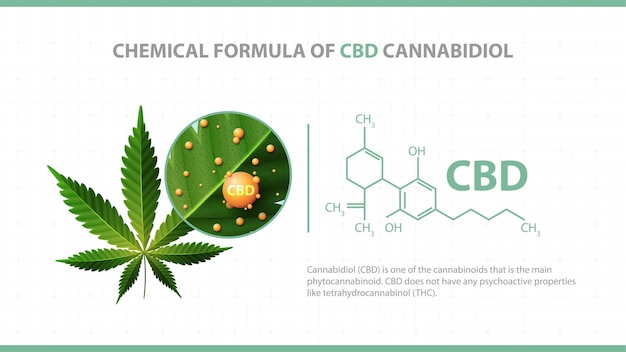 Вектор Белый плакат с химической формулой каннабидиола cbd и зеленого листа каннабиса