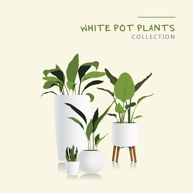 White pot plants set