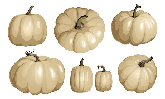 Zucca bianca isolata su bianco. set di zucche realistiche per decorazioni di halloween e ringraziamento.