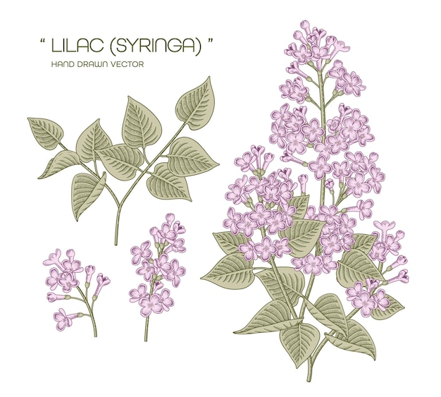 Vector white and purple syringa vulgaris (common lilac) flower hand drawn botanical illustrations.