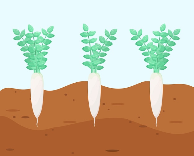 Vector white radish grows in the ground cartoon design