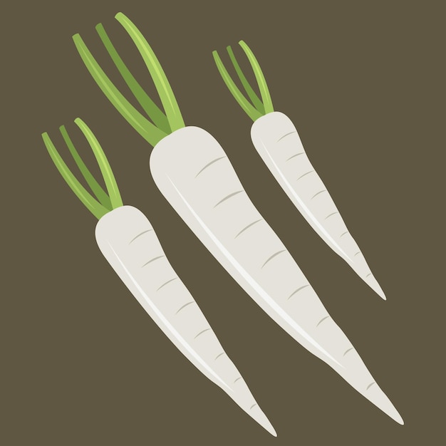 Vector white radish illustration