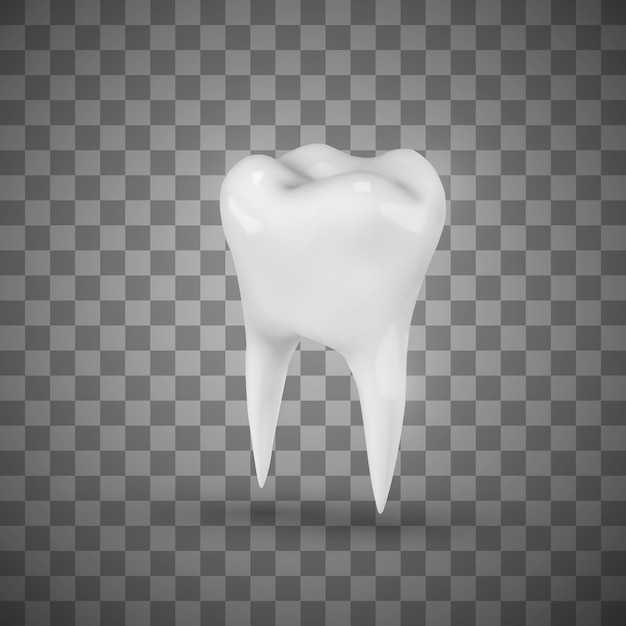 白のリアルな臼歯。