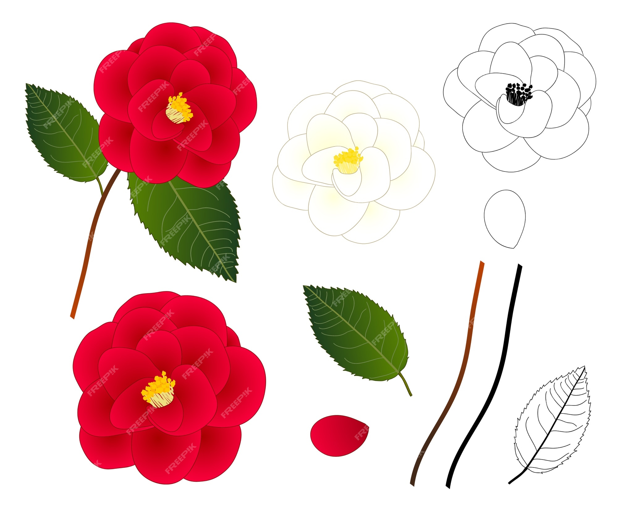 Page 4 | Camelia Images | Free Vectors, Stock Photos & PSD