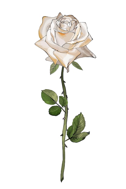 White Rose Flower Illustration