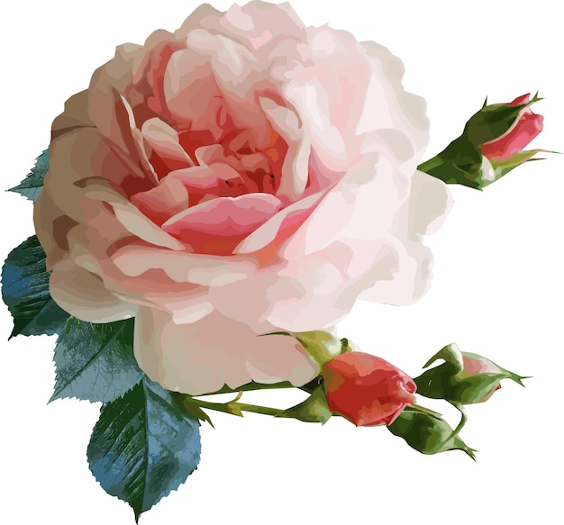 White rose flower parts vector image