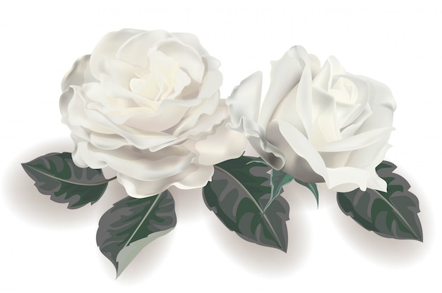 Vector white rose realistic vector illustration