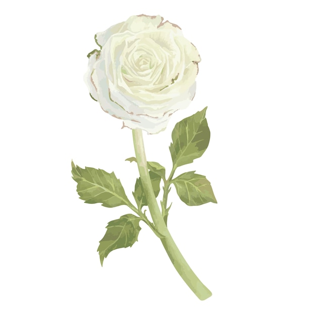 Vector white rose with leaves watercolor illustration