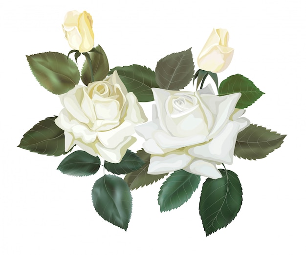 Vector white roses floral bouquet vector illustration