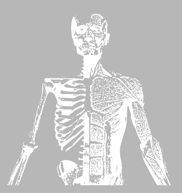 Uno scheletro bianco con sopra un osso e un osso.